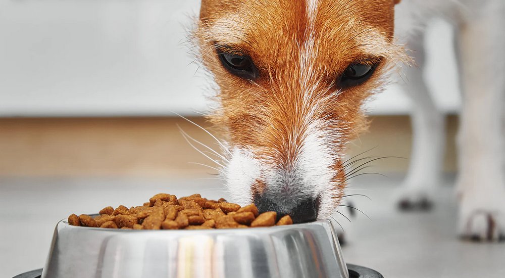 Importance of Protein in Dog Food